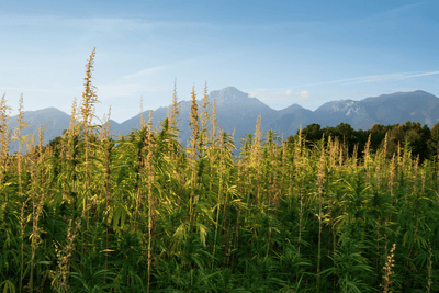 The benefits of Hemp for the planet and our health: A look at Hemp Farm NZ and Hemp Connect