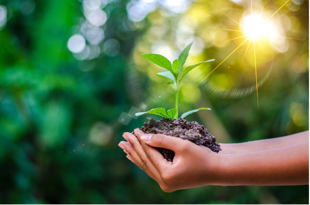 Bemo Environmental Story