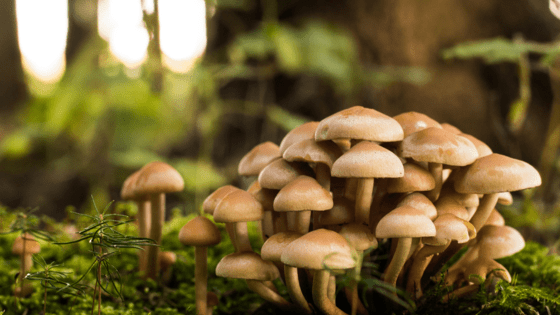 All you need to know about mushroom supplements